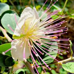 A caper berry blossom!