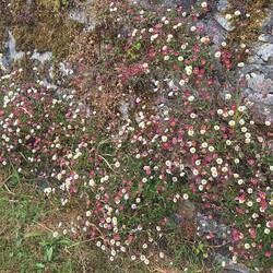 Überall sieht man die hübschen Mauer-Gänseblümchen en masse🤗🤗