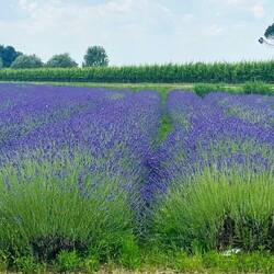 Vorbei an Lavendel (keine Fata Morgana)