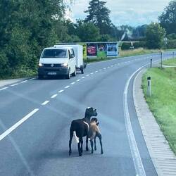 Gut, dass wir neue Bremsen (portugiesisch/spanisch/französische Koproduktionen ❣️) haben!