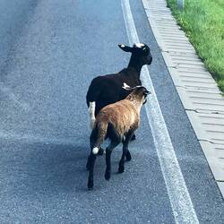 Am heimischen Stall angekommen 😍