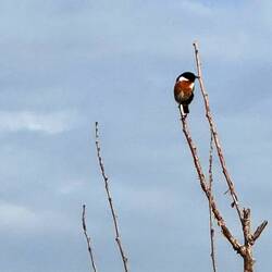 Grassland bird