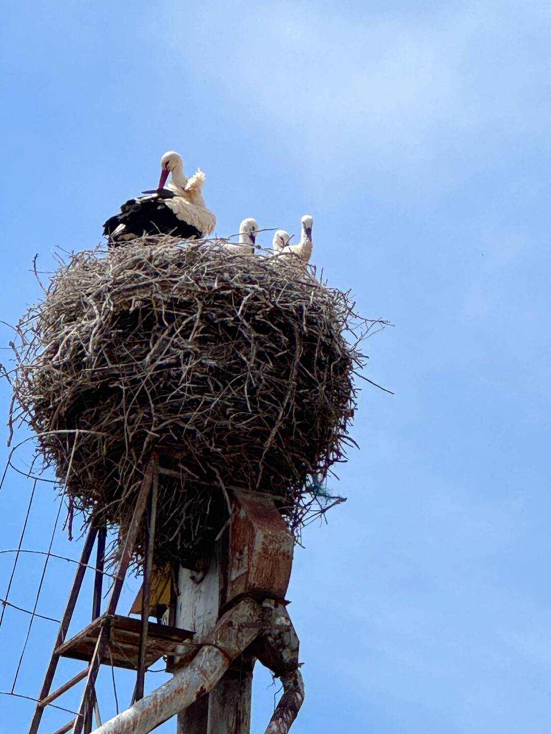 Stork family