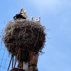 Stork family