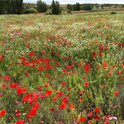 Lots of wildflowers