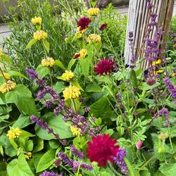 Loved the collections of spring flowers in the flower beds