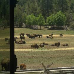 Bison farm