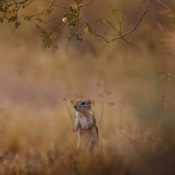 Earth squirrel captured by Michael