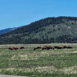 There was approx. 1000 bison on this side of Yellowstone