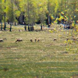 Herd of Elk. Taken with my phone and monocular