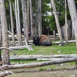 Bison in the Old Faithful viewing point