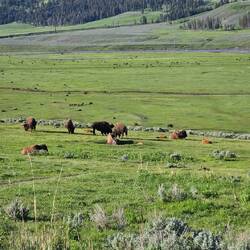 Bison and their babies (red dogs)