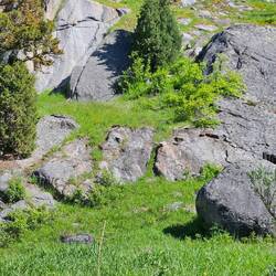 Bear that Kayla spotted