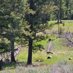The cubs dangled from the log and dropped to the ground. One is hanging in the pic