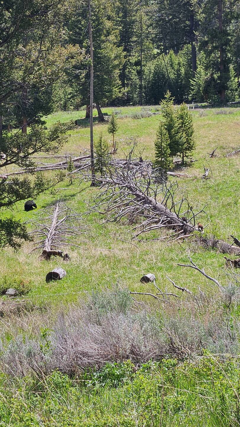 Black bear and her two cubs (on the log)