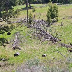Black bear and her two cubs (on the log)