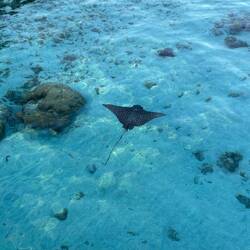 de erscht Eagle Ray schwümmt i aller Rueh a öis verbi