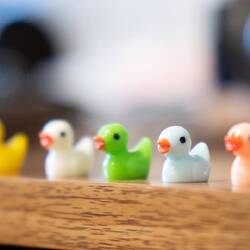 Meet our travel companions, The Duckies L-R: Ping,Junior, Bruno, Destiny and Georgina.