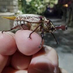A Turkish Cockchafer in Greece!