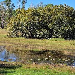 Diese Mangrove soll bei Crocodile Dundee vorkommen