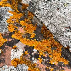 Lichen roof tiles