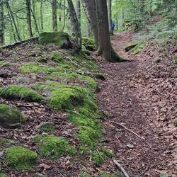 Wanderung zur Burg Falkenstein