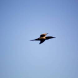 A booby