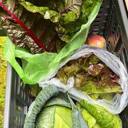 Unser Gemüsevorrat 😁