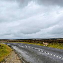 Dodging sheep in the moors