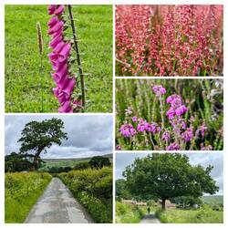 A selection of plants and flowers