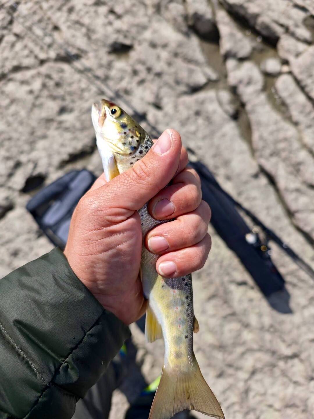 #fischstäbchenkanner