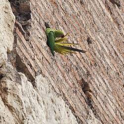 A green parrot living in the Colosseum