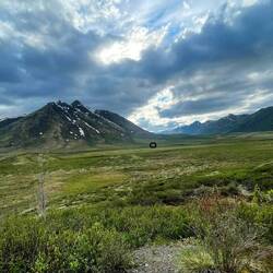 Grizzlybär auf Wanderschaft