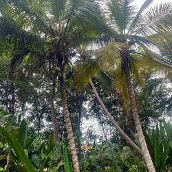 Manu ist noch auf der Mission eine Kokosnuss vom Baum zu bekommen