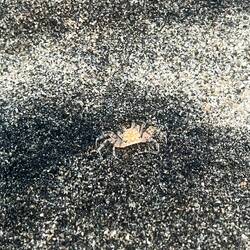 Von den kleinen Freunden wuselt es am Strand nur so