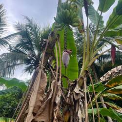 Manus Traum hier - Bananen direkt vom Baum