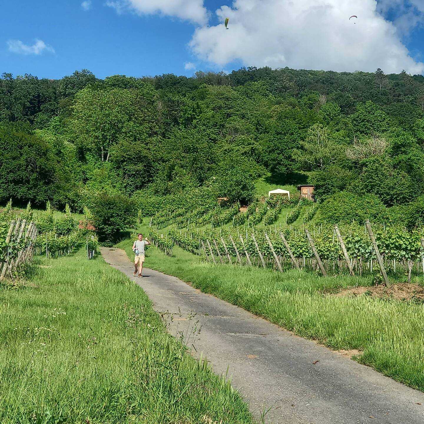 Daniel's vineyard on his left and above him with the white shade shelter.