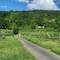 Daniel's vineyard on his left and above him with the white shade shelter.