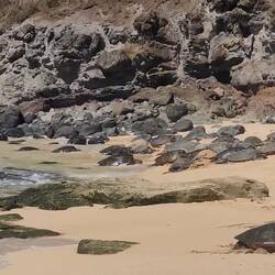 Wie schnell eine Schildkröte sein kann