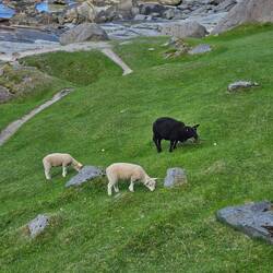 In jeder Familie gibt es ein schwarzes Schaf