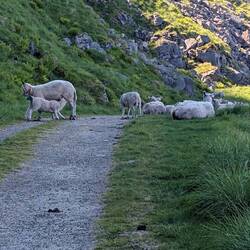 Da bekomme ich Gustav mit der neuen Schafphobie nicht vorbei zum Haukelandstranden.🤷🏽