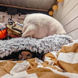 Meisterin im Verstecken und geduldigster Hund vong Welt