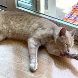 A visitor cat named Franklin