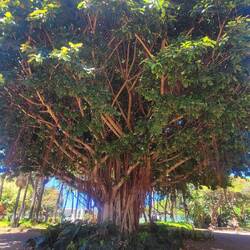 Ein riesiger Banyanbaum