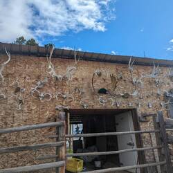 Ein paar Geweihe, auf dem ganzen Grundstück sind noch viel mehr