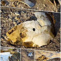 Remains of a green turtle ... Raft Point Beach ... Doubtful Bay — Kimberley, WA.