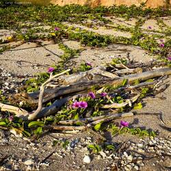 Beach morning glory flowers ... Raft Point Beach ... Doubtful Bay — Kimberley, WA.