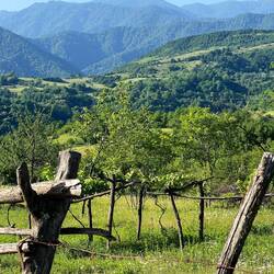 Green wooded landscapes