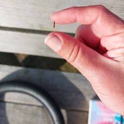 Der steckte nicht in Susi Finger