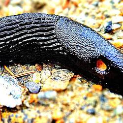 Speziell für eine Elli ! EINE SCHWARZE NORWEGISCHE NACKTSCHLOTZE